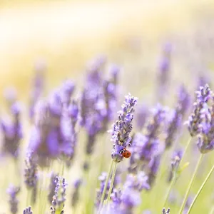 La Valle Della Lavanda - Podere Mezzastrada , Fauglia Italien